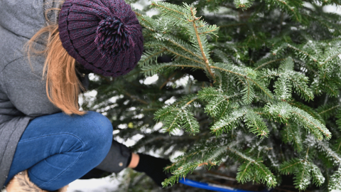 weihnachtsbaum-gmz-teaser