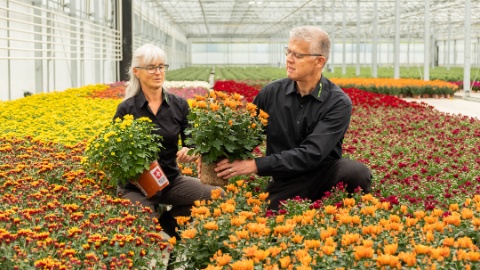 AdR Chrysanthemen von Gärtnerei Lamprecht AdR Chrysanthemen von Gärtnerei Lamprecht