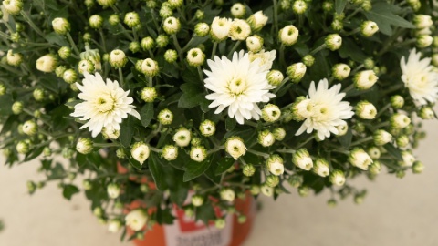 adr-chrysanthemen-produktbild