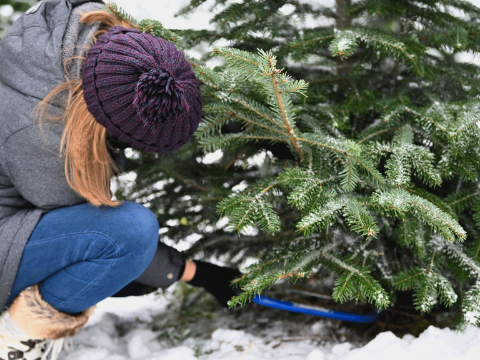 weihnachtsbaum-gmz-teaser