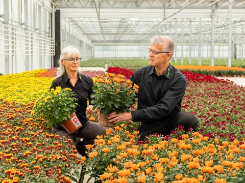 AdR Chrysanthemen von Gärtnerei Lamprecht